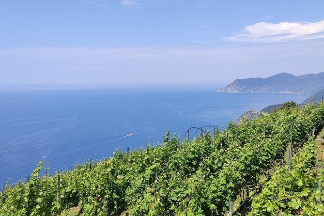 BarCa Winery Cinqueterre Trekking & Wine Tasting & Pesto Class - Key highlights you should care about