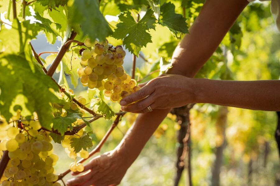 Cinque Terre: tasting in the cellar with visit to vineyards - Timing, pace, and how to prepare
