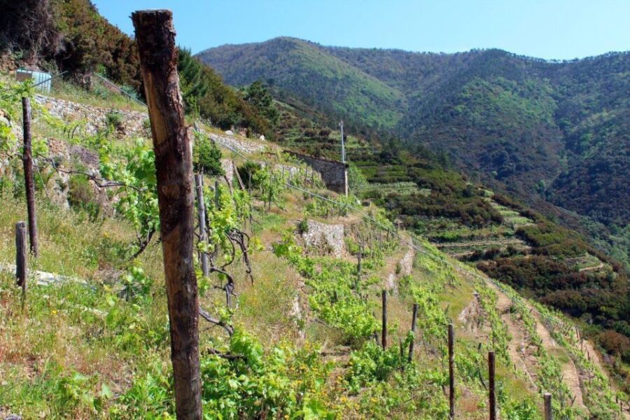 Cinque terre wine tour and tasting with the somelier - Price and Value for a 1.5-Hour Wine Lesson