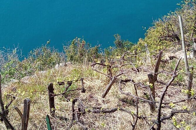 Cinque terre wine tour and tasting with the somelier in Manarola - Should You Book This Cinque Terre Wine Tour in Manarola?