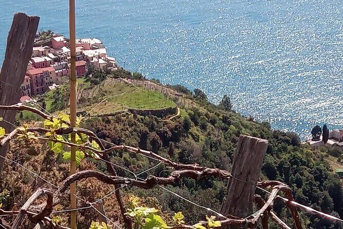 Cinque terre wine tour and tasting with the somelier in Manarola - Sommelier-Led Tasting of Three Wines (With Focaccia Pairing)