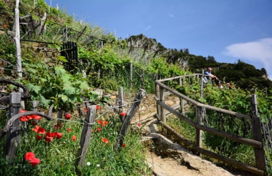 Exclusive Cinque Terre Day Trip from Florence - Price and value: what $700.23 per person actually buys