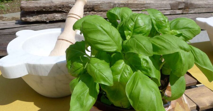 Manarola: Pesto Making Class with Tasting and Wine - Key Things I’d Use to Decide