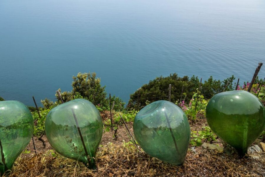 Riomaggiore: Vineyard & Wine Cellar Tour with Wine Tasting - How the 2 Hours Actually Feels: Pace, Walking, and Time Between Stops