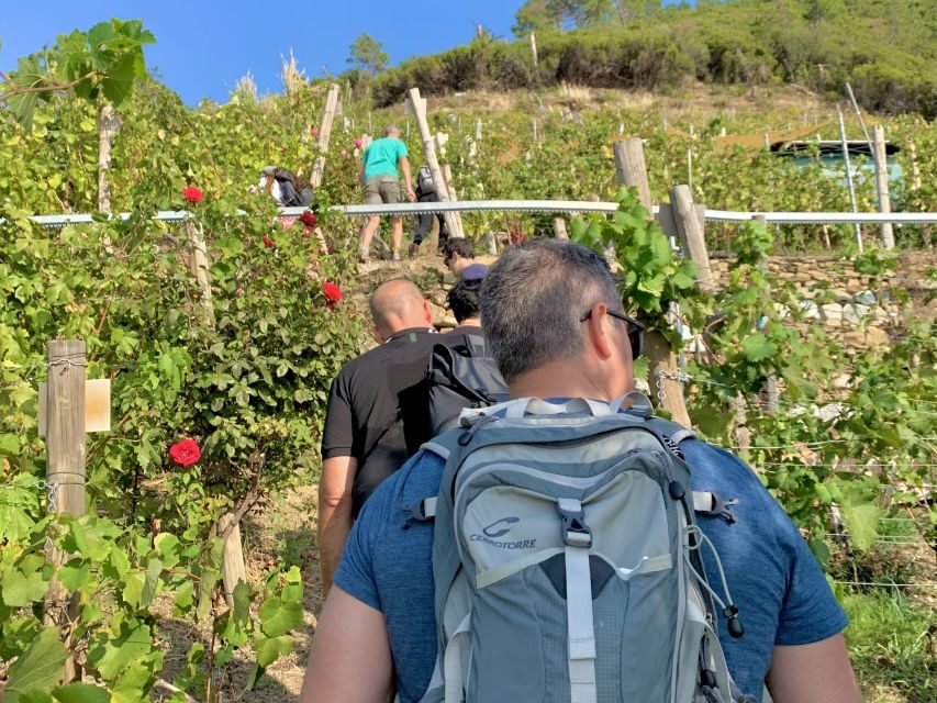 Vernazza: Panoramic Vineyard Trekking Tour w/ Wine Tasting - Starting in Vernazza: meet by Cinque Sensi and begin in the right place